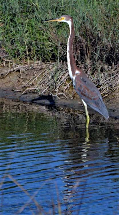 wading bird